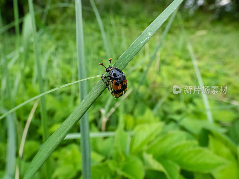 埋葬甲虫(Nicrophorus vespillo)的特写，翅膀上有蜱虫坐在草叶上。这种甲虫的翼壳上有橙色的带，触角末端是橙色的棒状